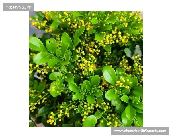 探索米兰标志与米兰花造型的独特魅力图片大全汇总 探索米兰标志与米兰花造型的独特魅力图片大全汇总